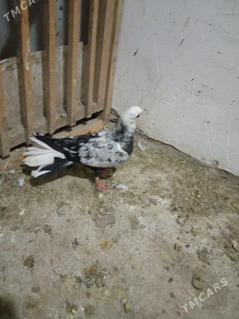 kepderi - Дашогуз - img 2