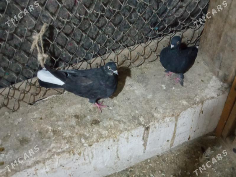 kepderi - Дашогуз - img 4