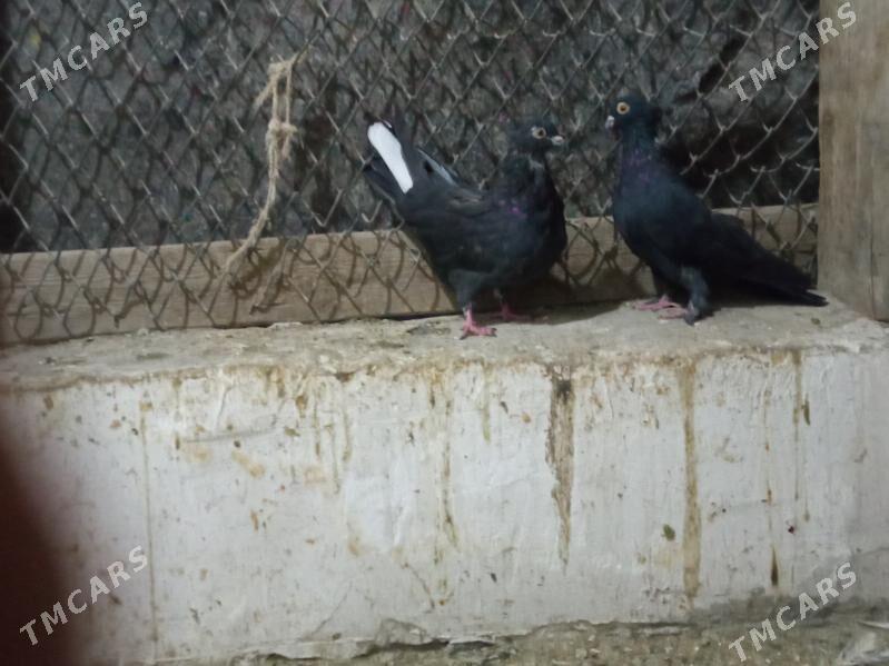 kepderi - Дашогуз - img 3