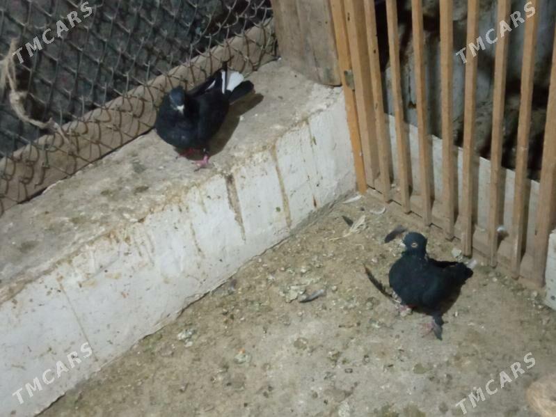 kepderi - Дашогуз - img 2