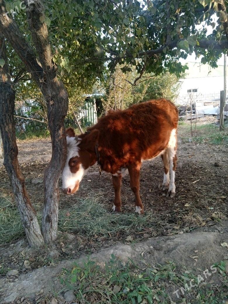 Gibrit Tüwe - Ýalkym - img 3