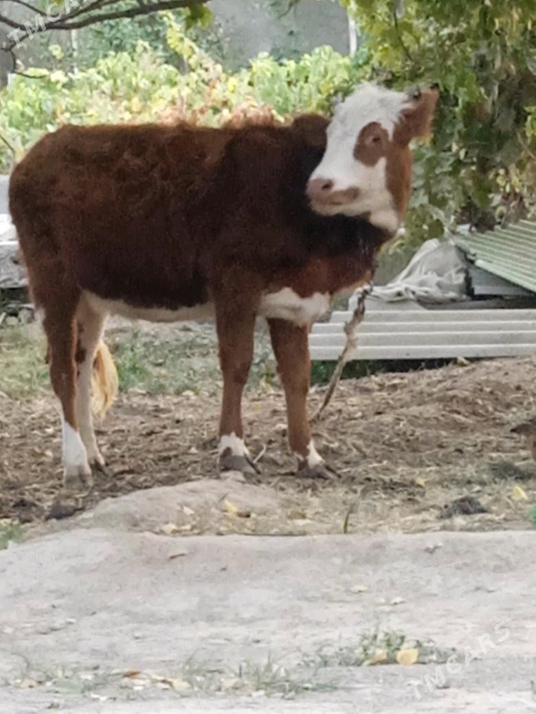 Gibrit Tüwe - Ýalkym - img 2