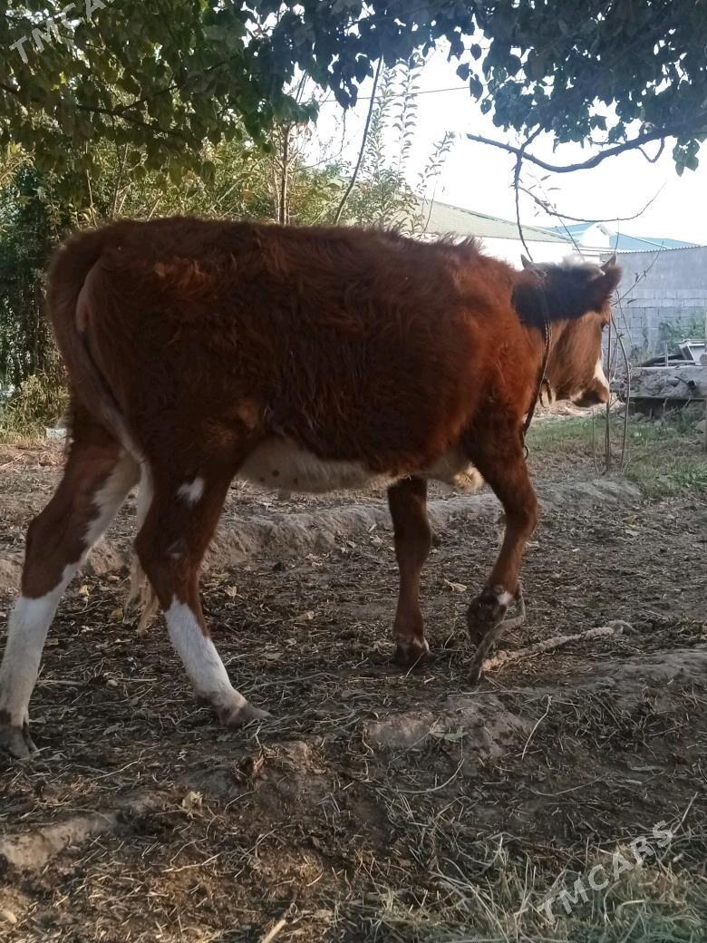 Gibrit Tüwe - Ýalkym - img 6