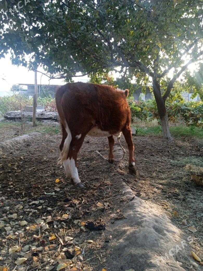 Gibrit Tüwe - Ýalkym - img 5