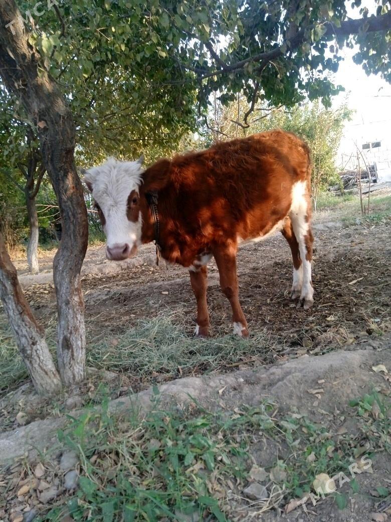 Gibrit Tüwe - Ýalkym - img 4