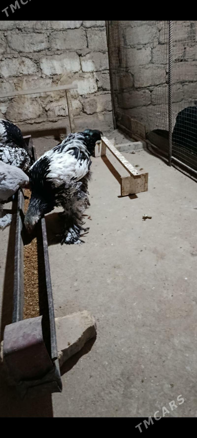 brama silver - Багир - img 4