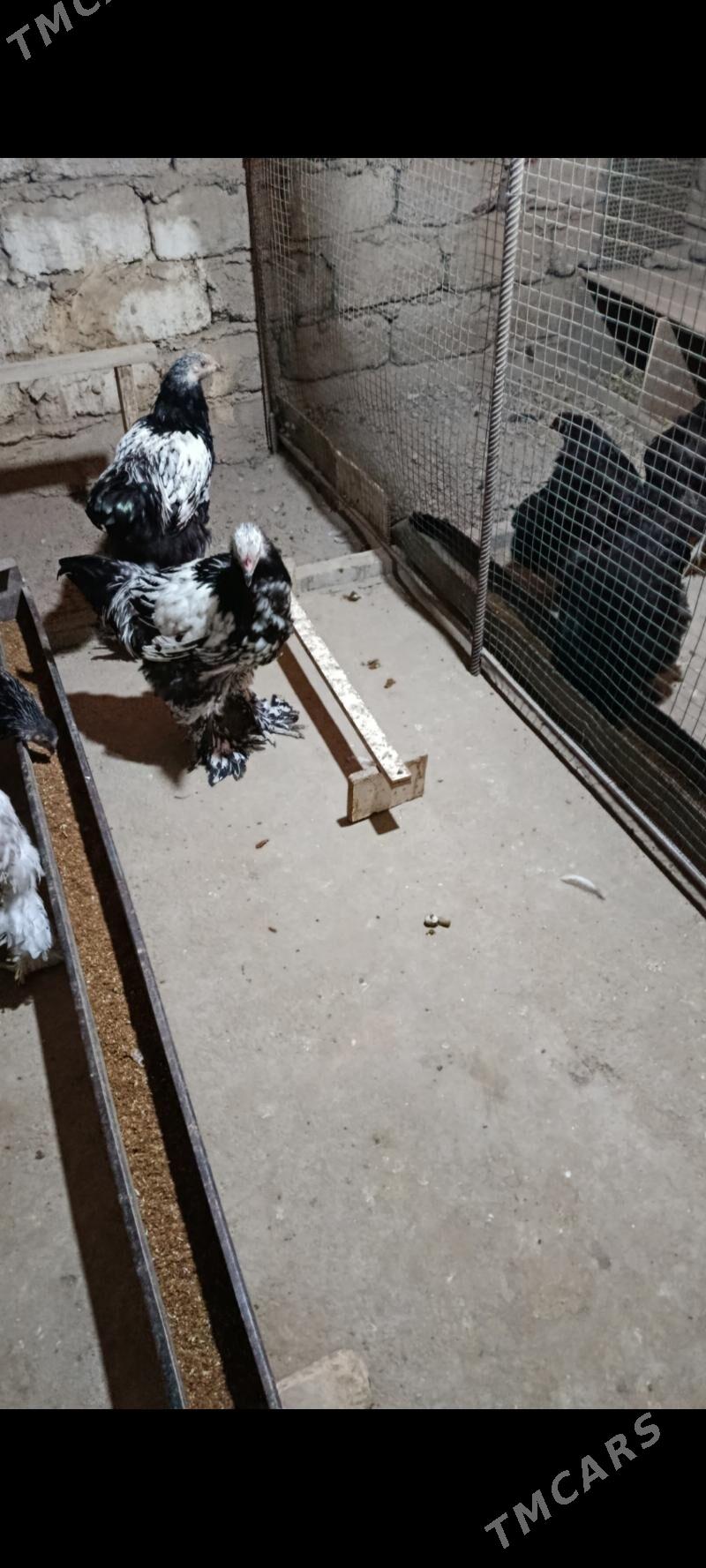 brama silver - Багир - img 5