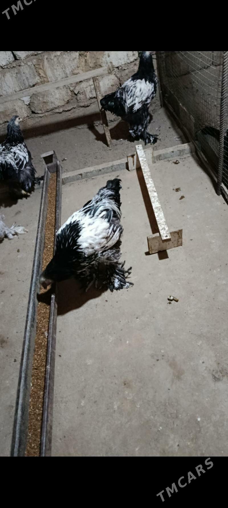 brama silver - Багир - img 2