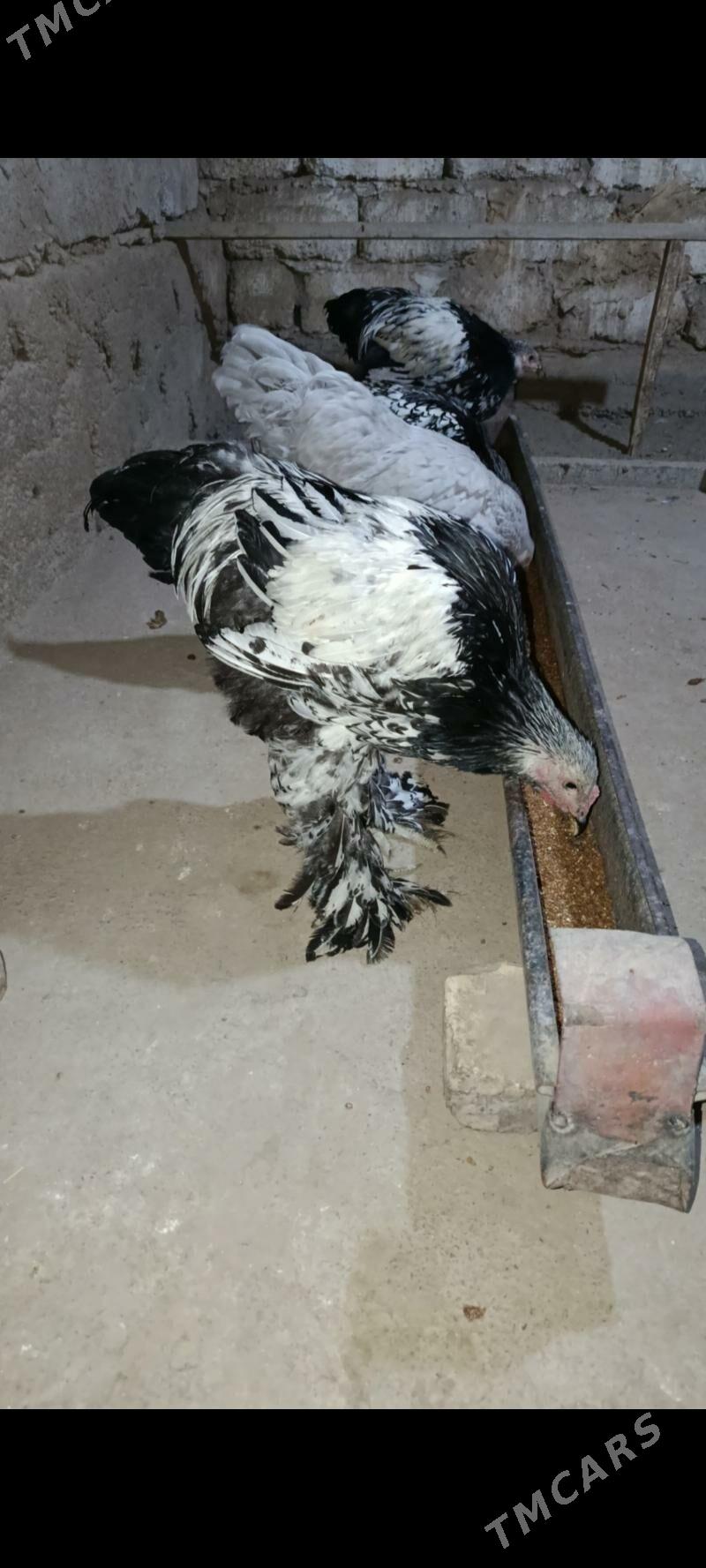 brama silver - Багир - img 3