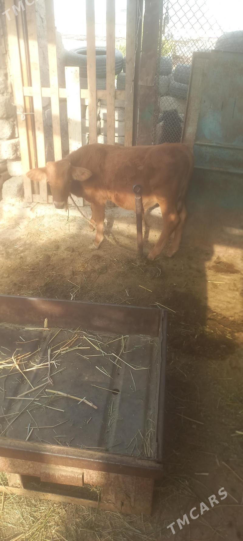 okuz - Büzmeýin - img 3