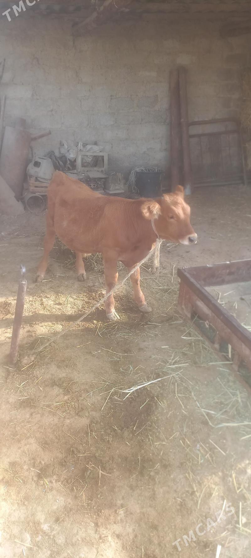 okuz - Büzmeýin - img 2