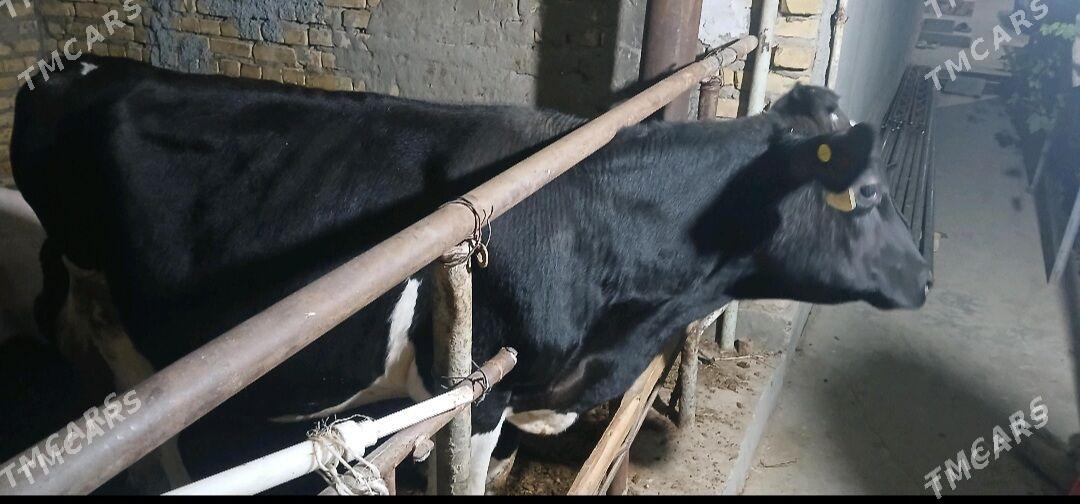 Окуз - Туркменабат - img 2