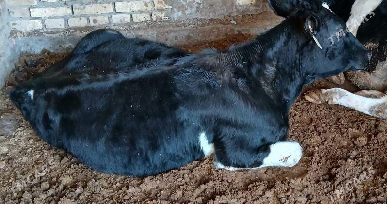 Окуз - Туркменабат - img 1