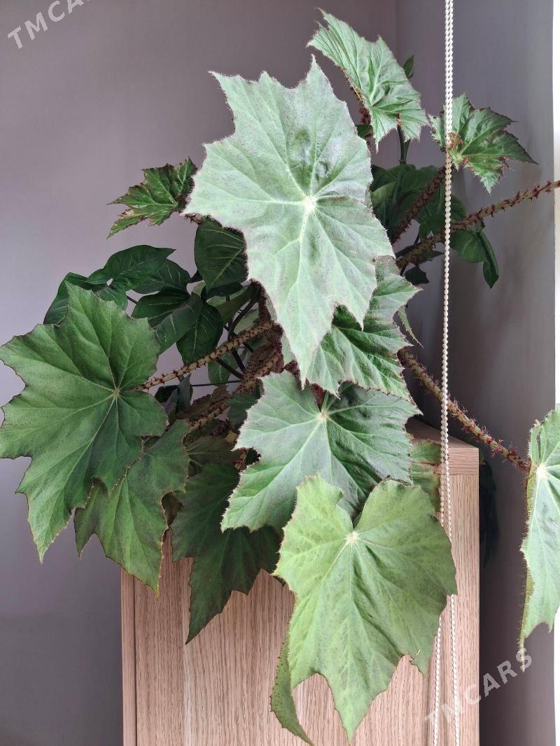 бегония цветок - Ким район - img 1