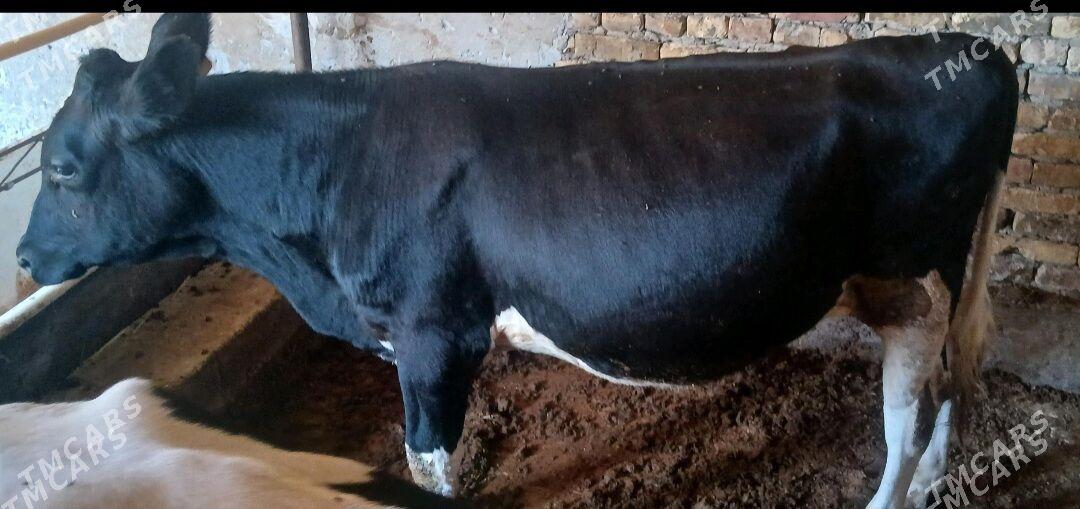 Окуз - Туркменабат - img 3