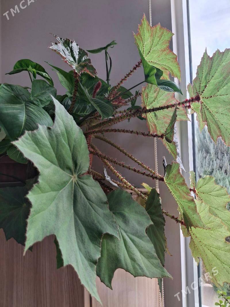 бегония цветок - Ким район - img 2