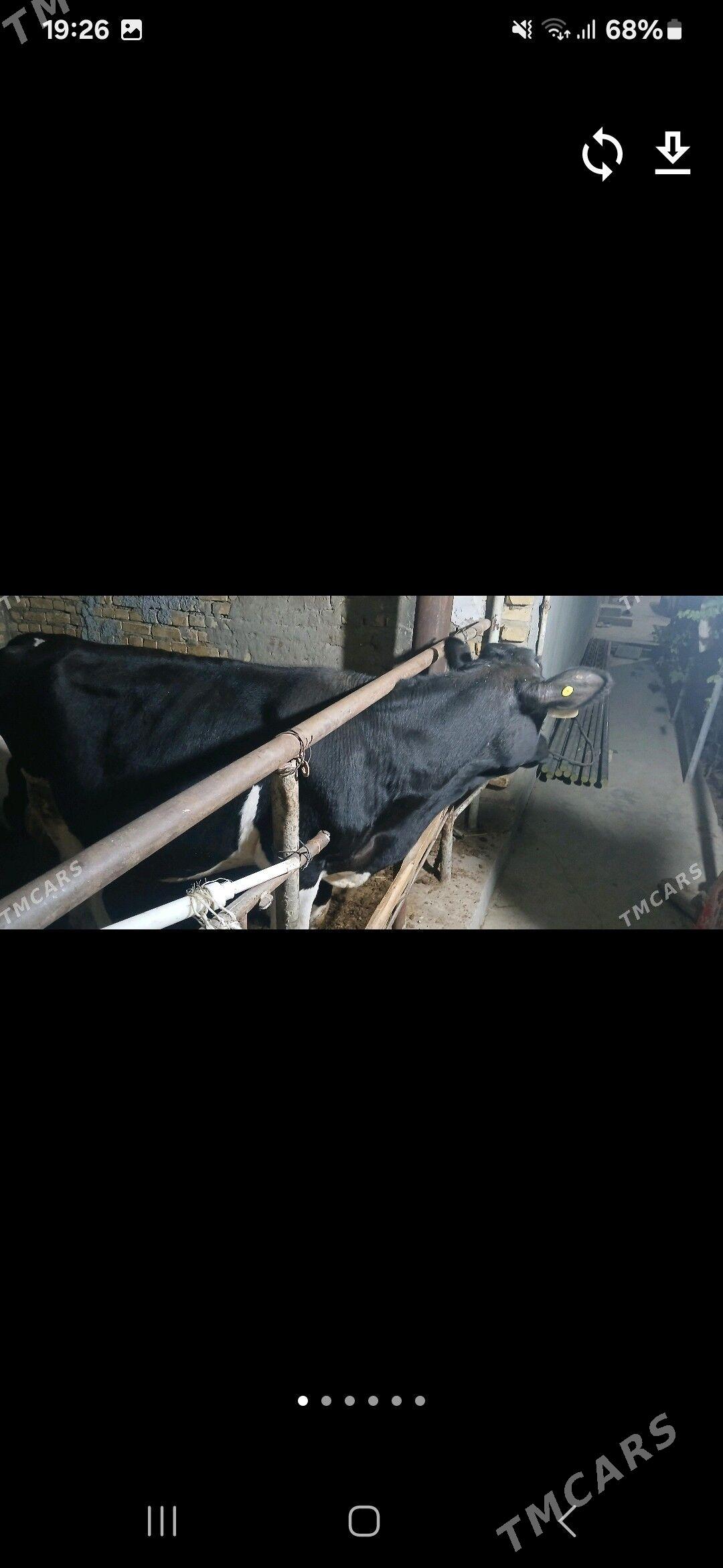 Окуз - Туркменабат - img 4