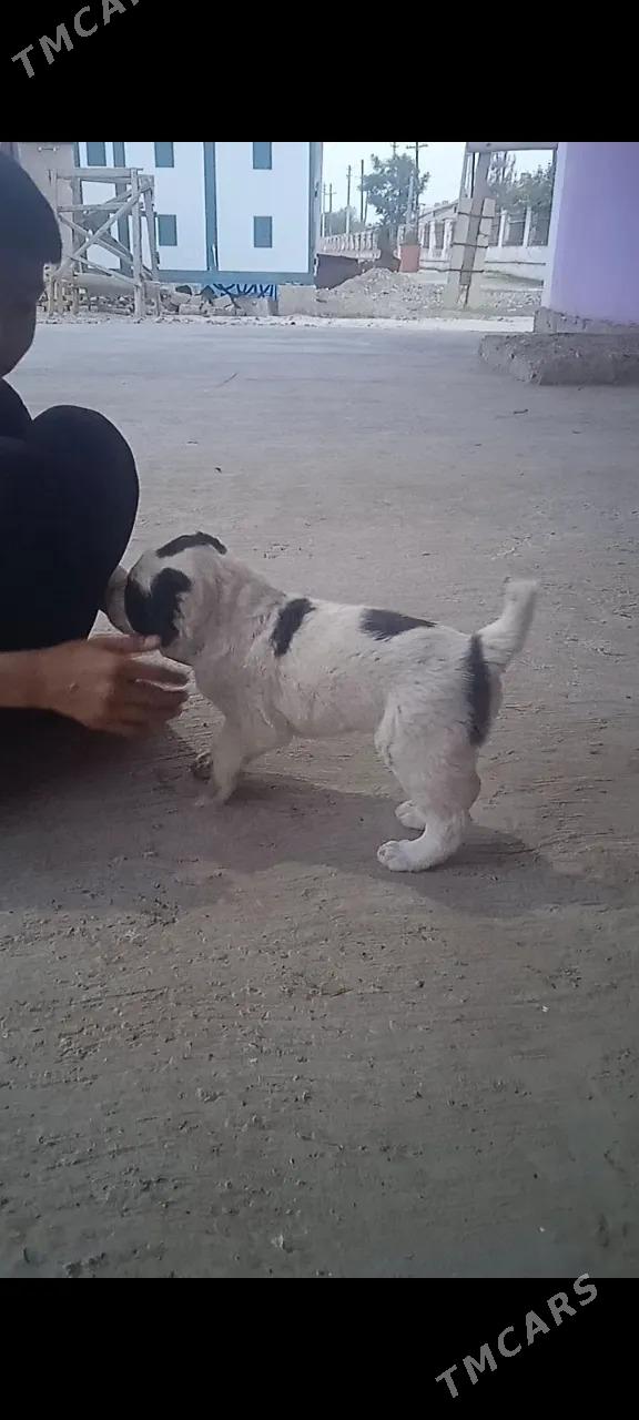 Türkmen alabay - Сакарчага - img 1