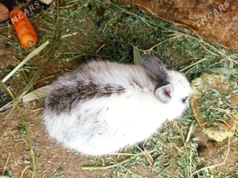 TOWSANLAR BAR - Бахарден - img 8