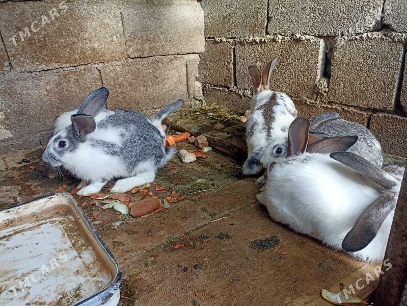 TOWSANLAR BAR - Бахарден - img 9