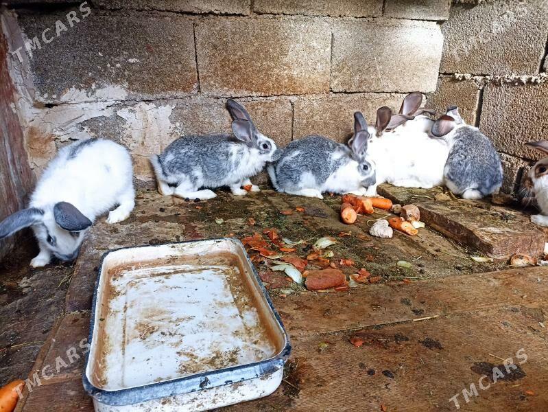 TOWSANLAR BAR - Бахарден - img 10