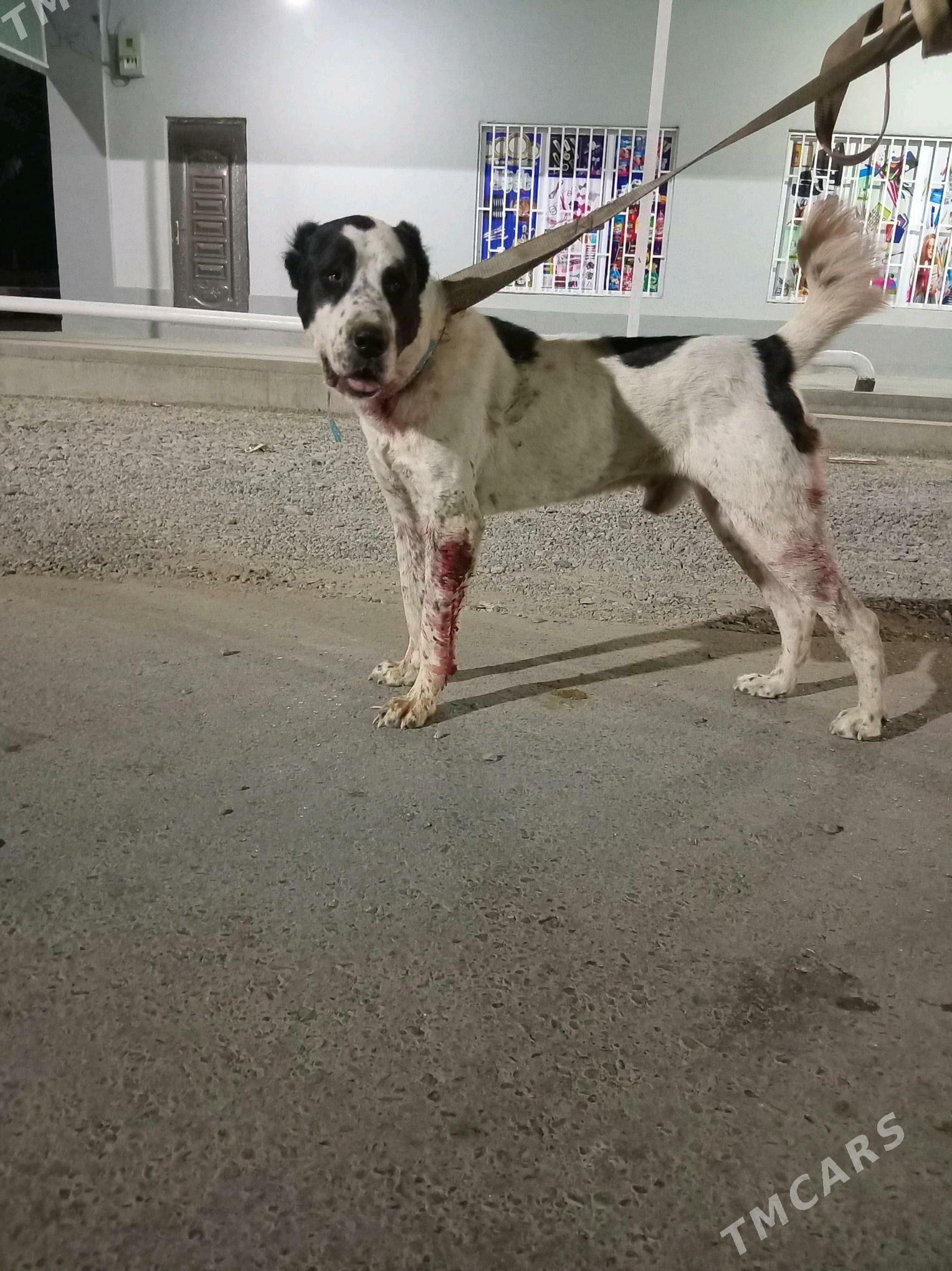 Türkmen alabay - Сакарчага - img 2