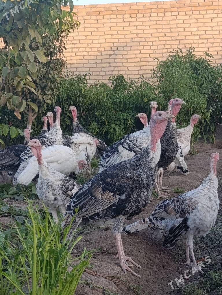 induk - Sakar - img 2