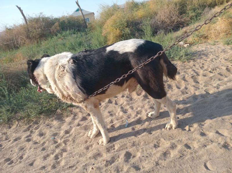 Türkmen alabay - Сакарчага - img 3