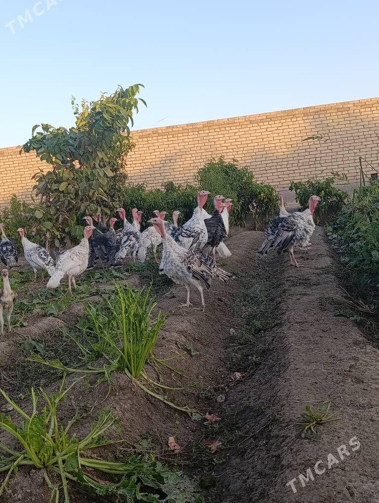 induk - Sakar - img 3