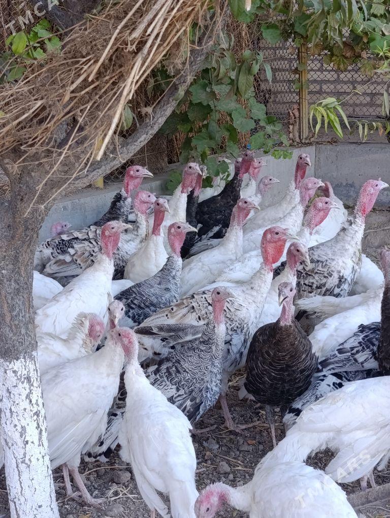 induk - Sakar - img 4