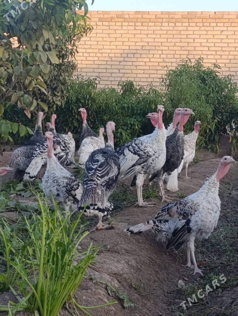 induk - Sakar - img 10