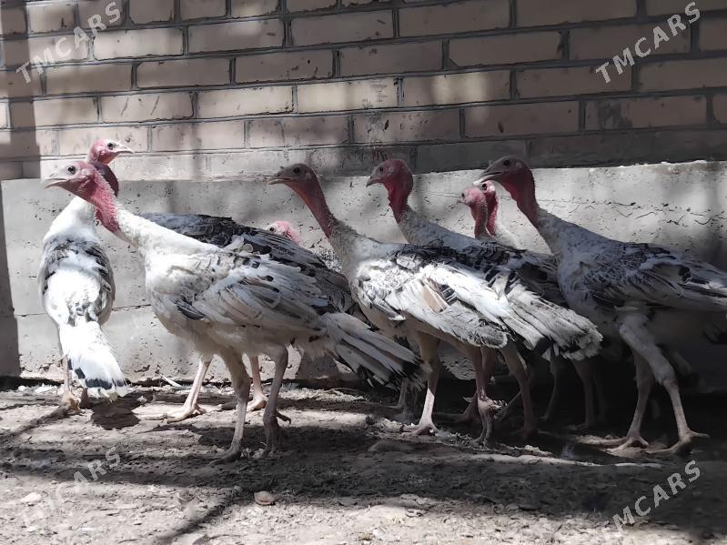 induk - Sakar - img 8