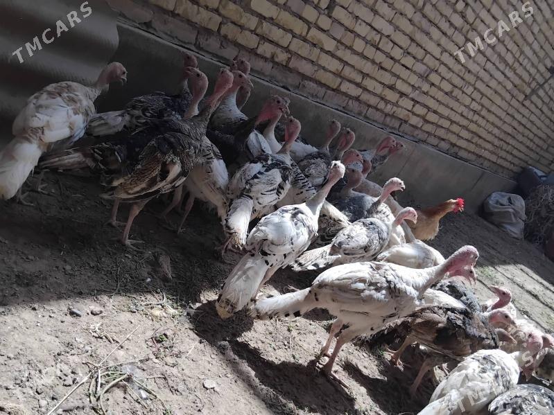 induk - Sakar - img 9