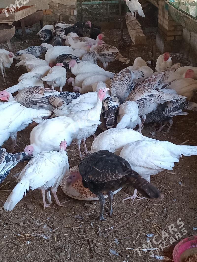 induk - Sakar - img 6