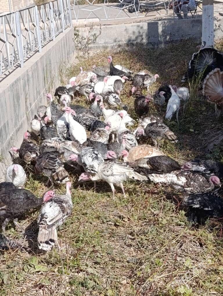 induk - Sakar - img 5