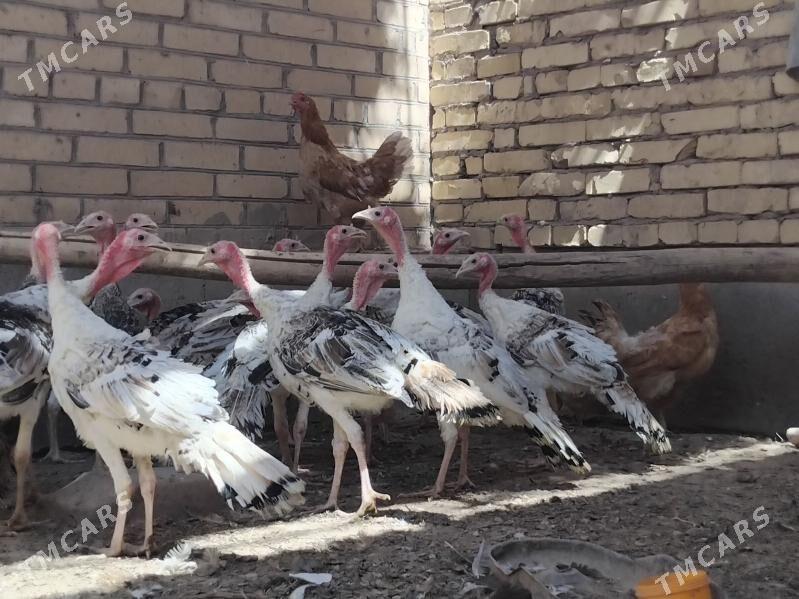 induk - Sakar - img 7