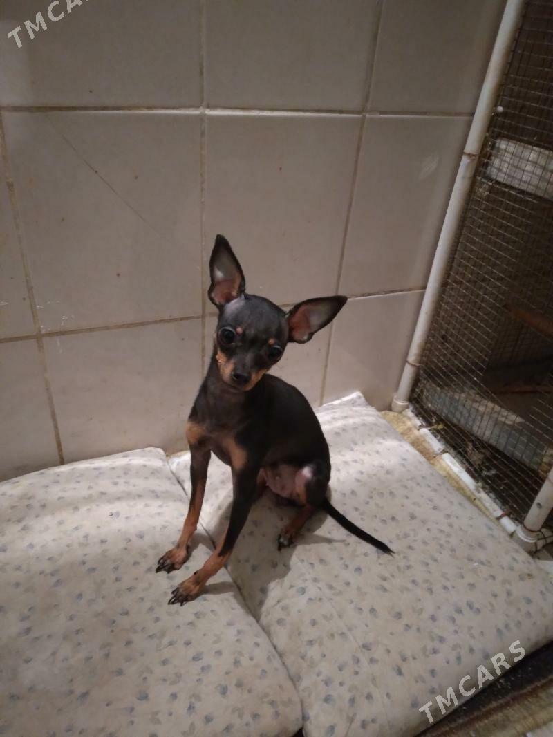 продам тойтерьера - Aşgabat - img 2