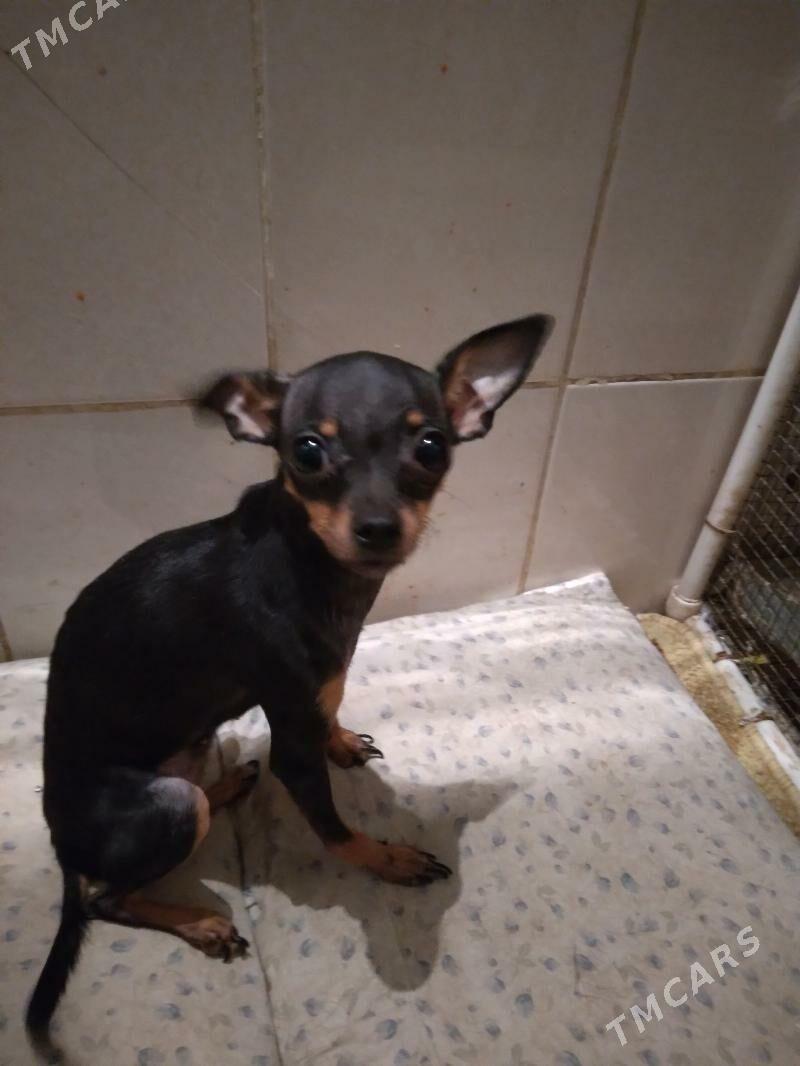 продам тойтерьера - Aşgabat - img 3