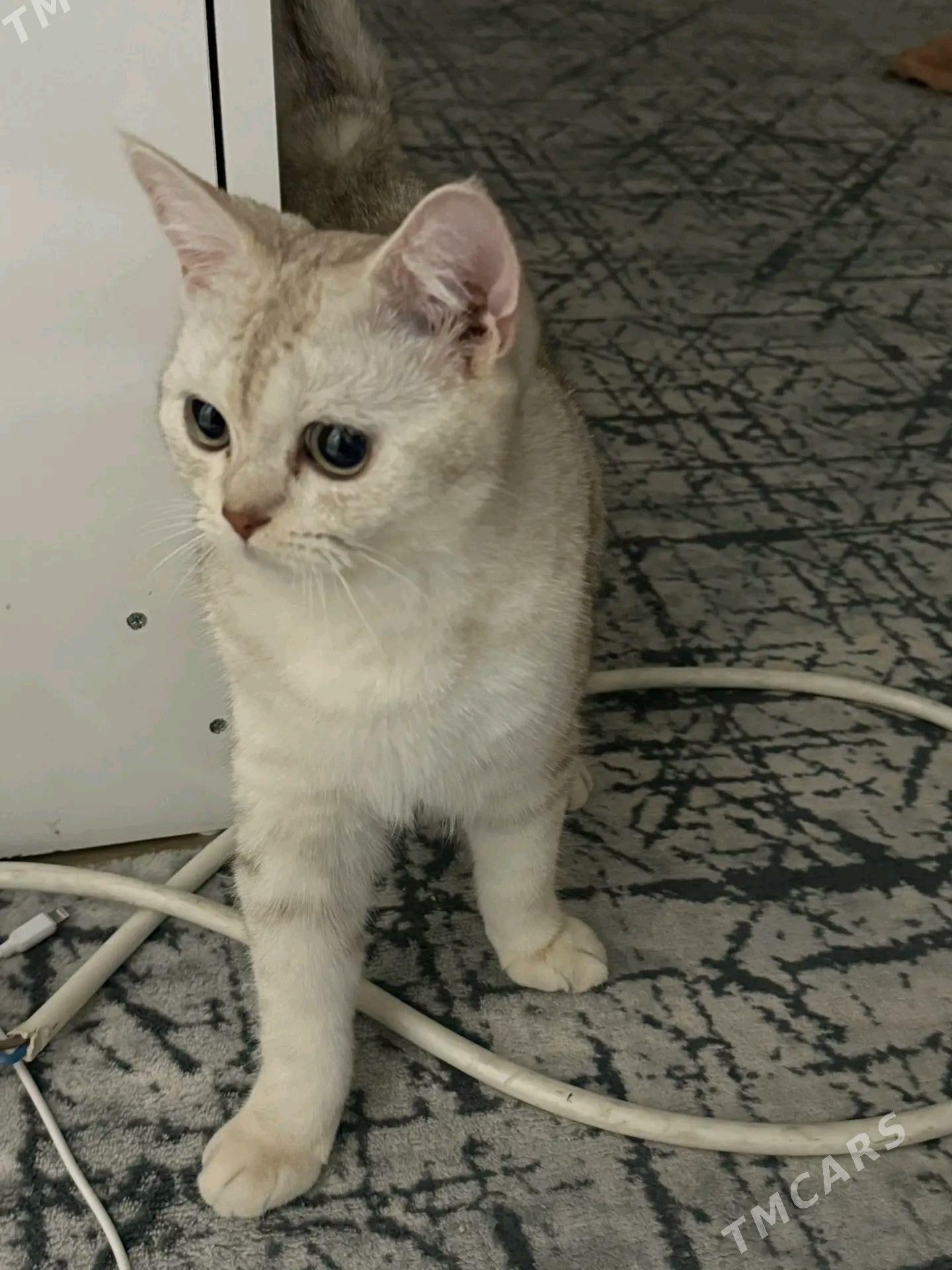 şotlan şinşila paroda pisik - Aşgabat - img 2