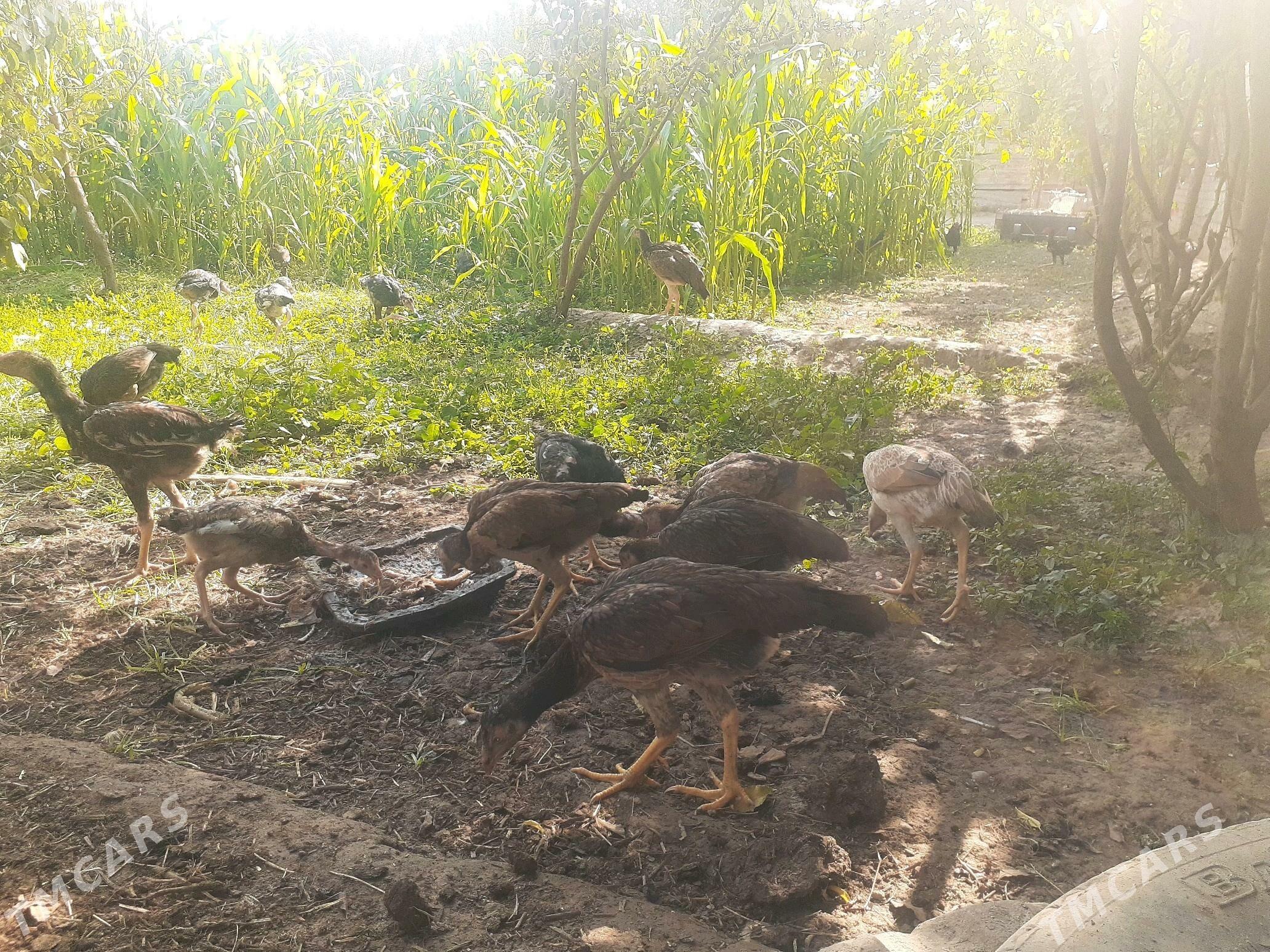 jujeler - Halaç - img 2