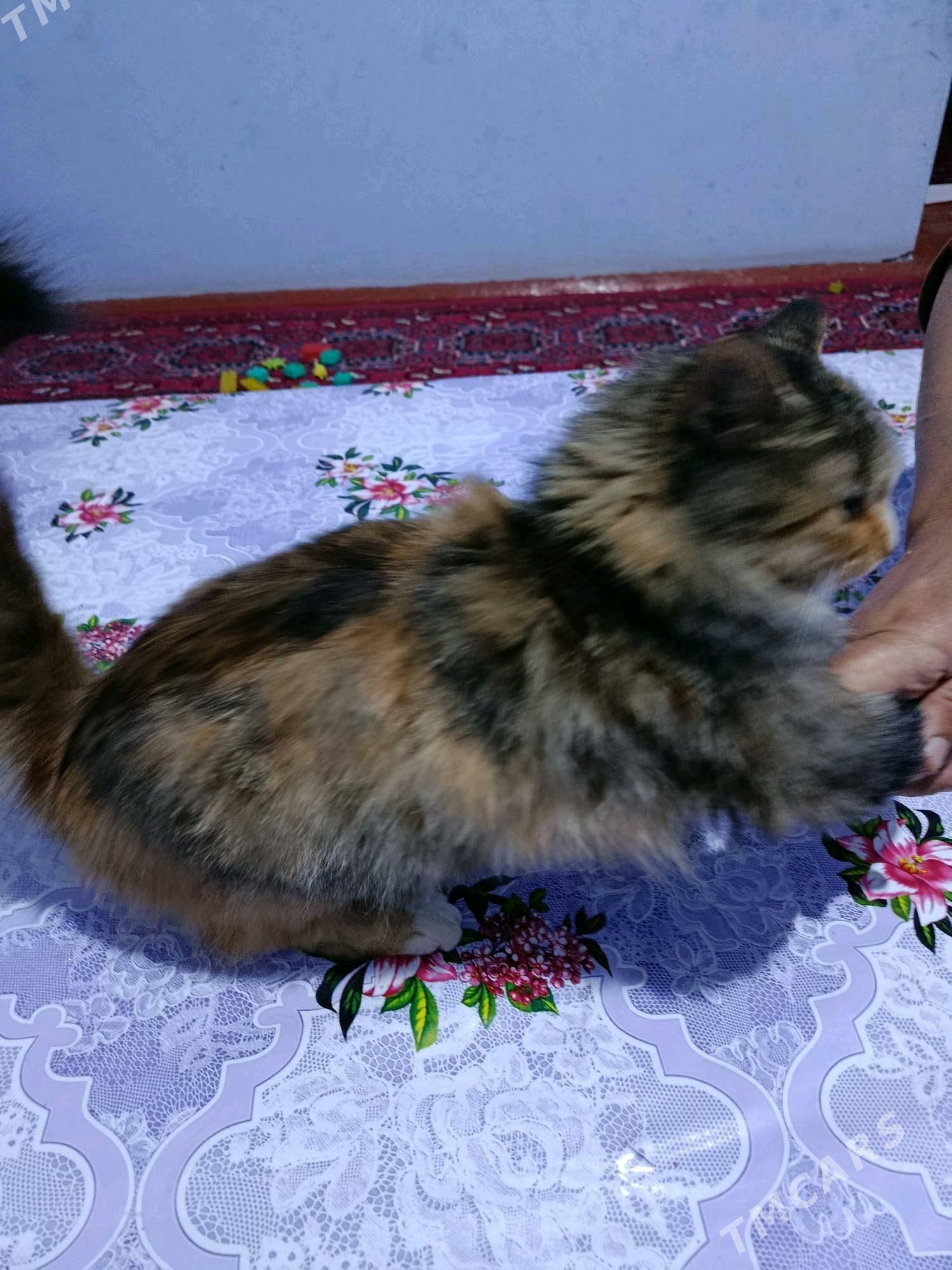 кошка пищик - Фарап - img 4