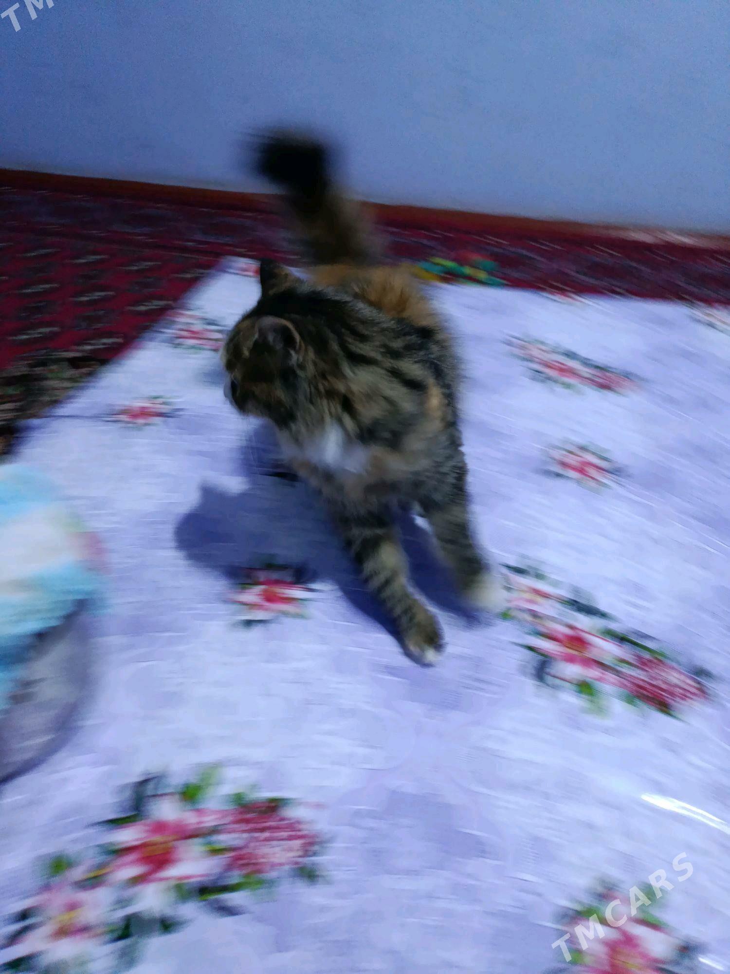 кошка пищик - Фарап - img 3