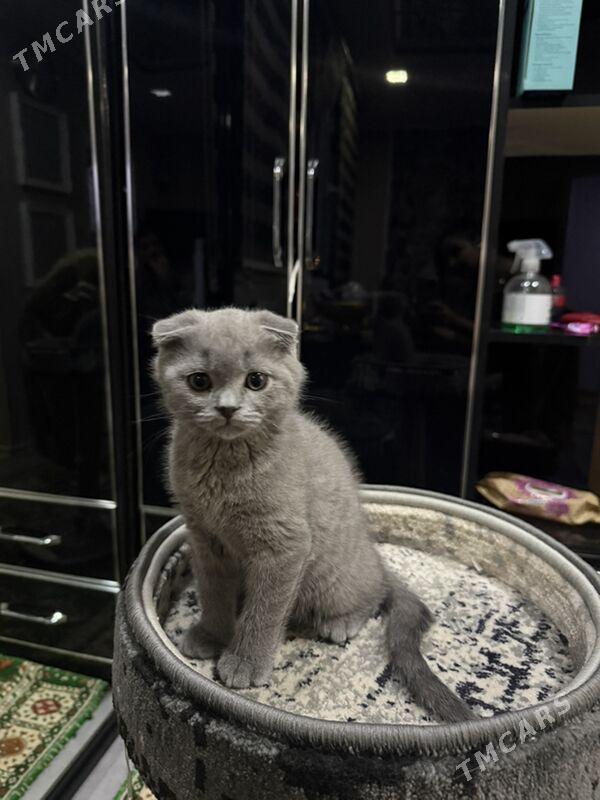 pisik shatlan - 3 мкр - img 2