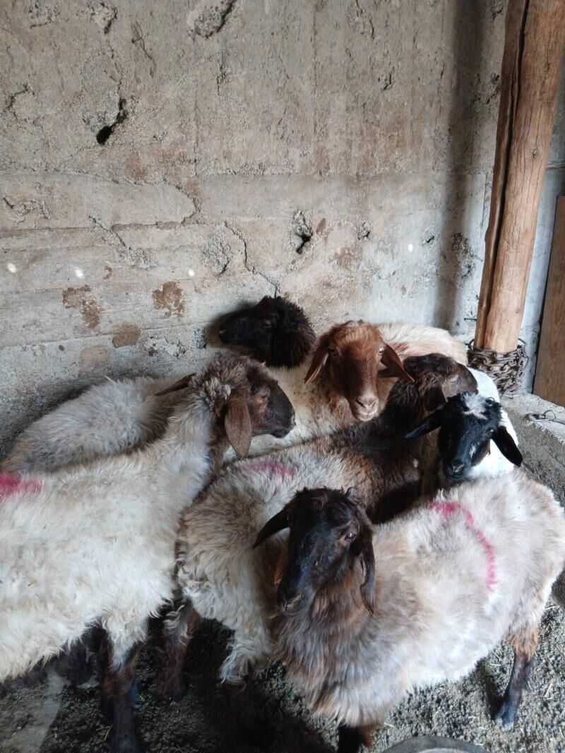 Goyun Turkmen - Гарадамак Шор - img 2