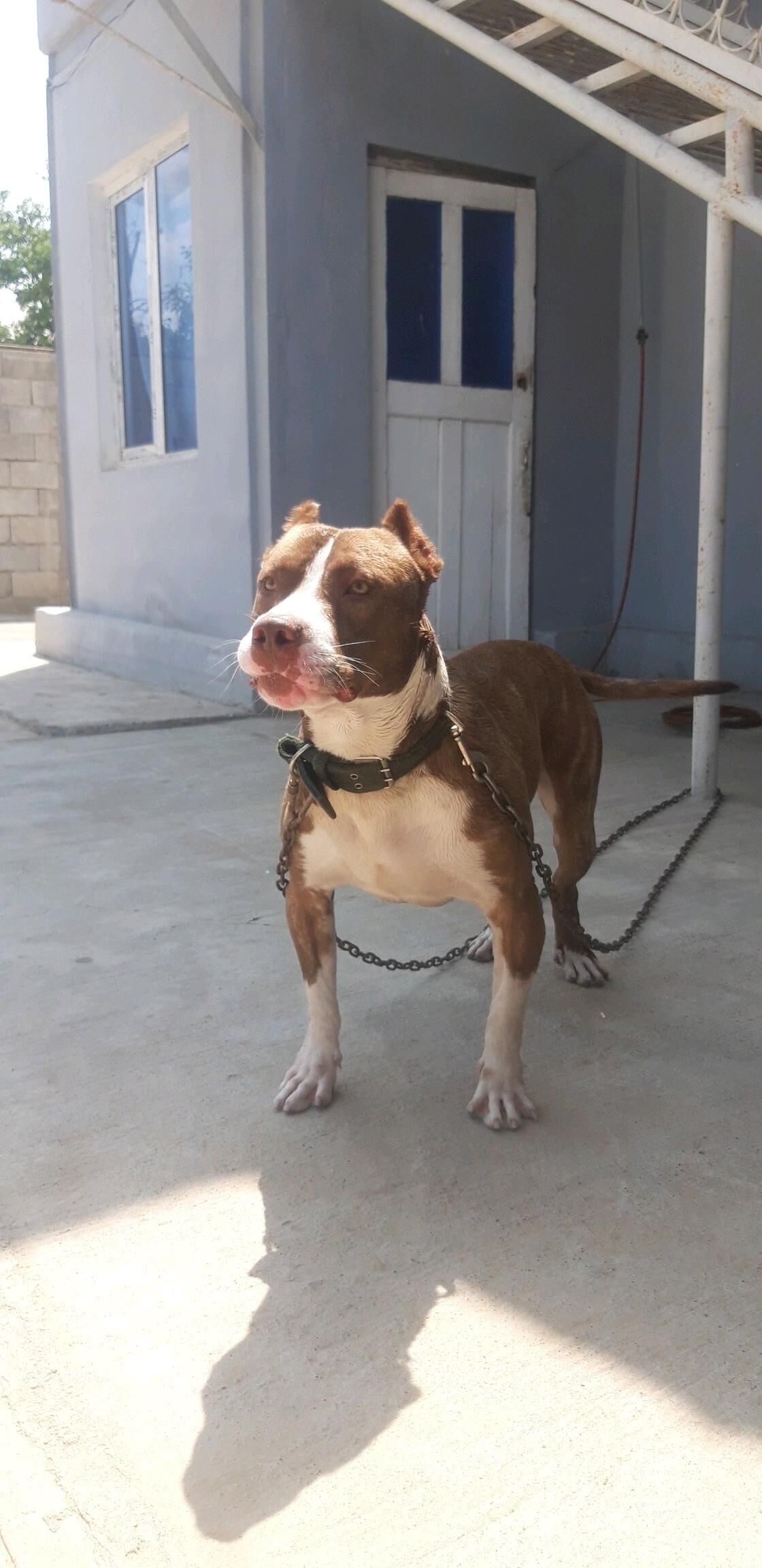 pitbull - Бекреве - img 6