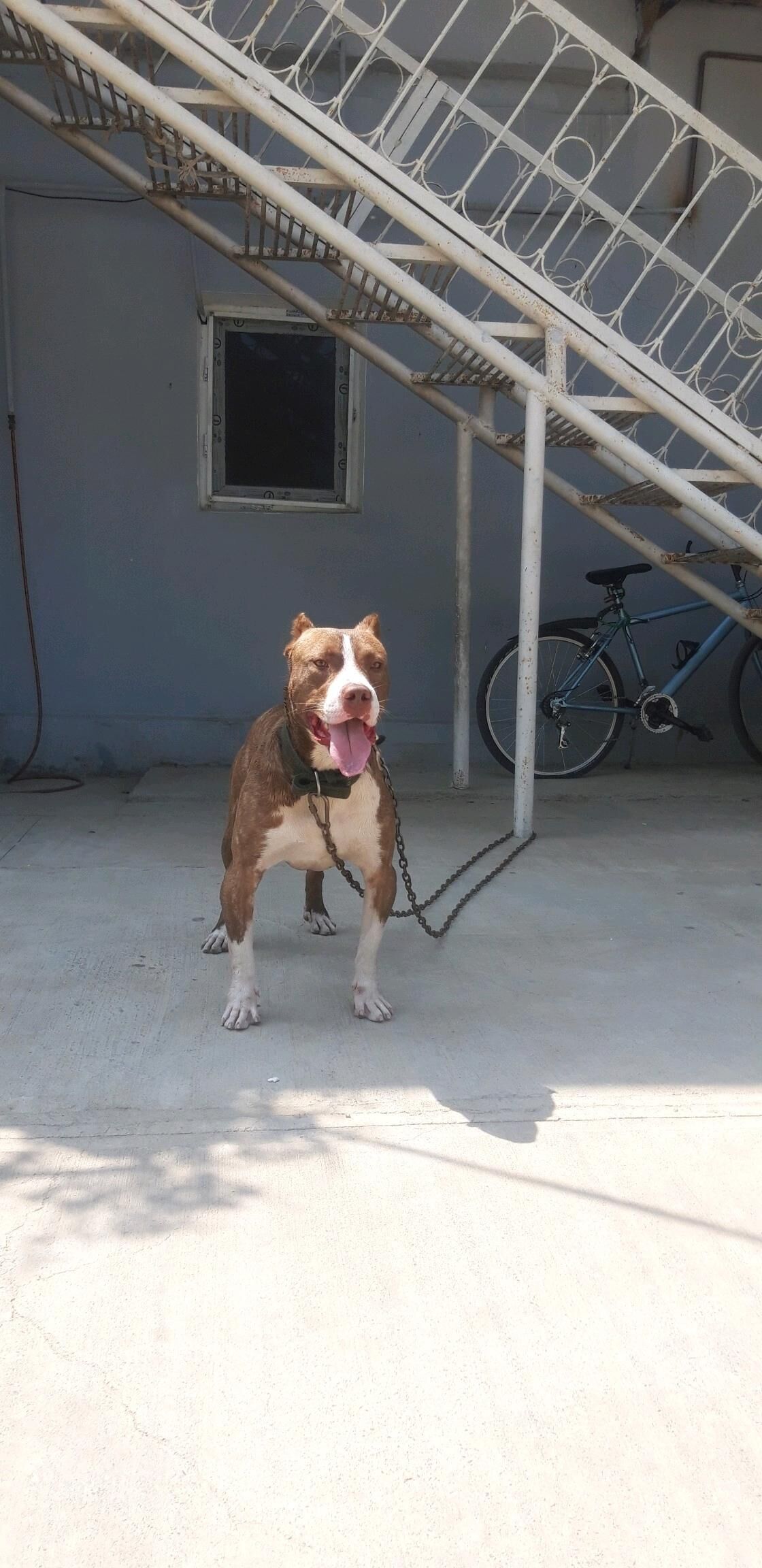 pitbull - Бекреве - img 7