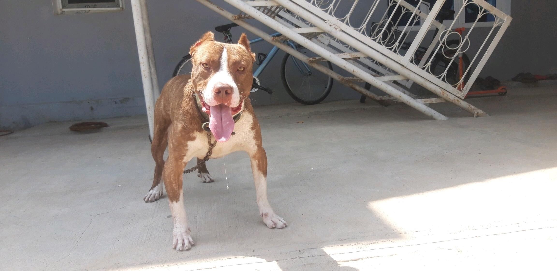 pitbull - Бекреве - img 8