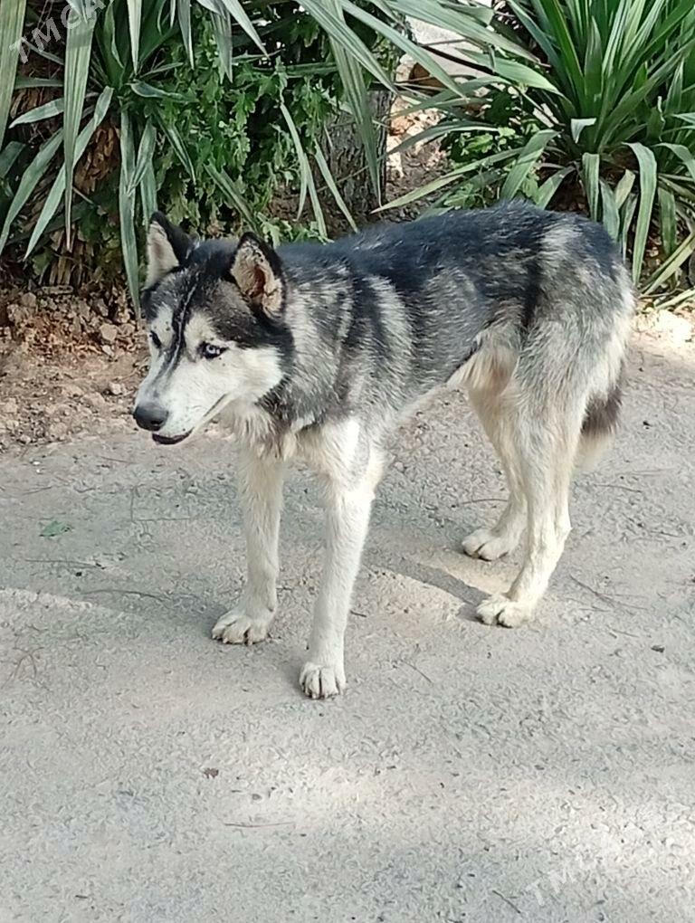 Haski Хаски - Анев - img 2