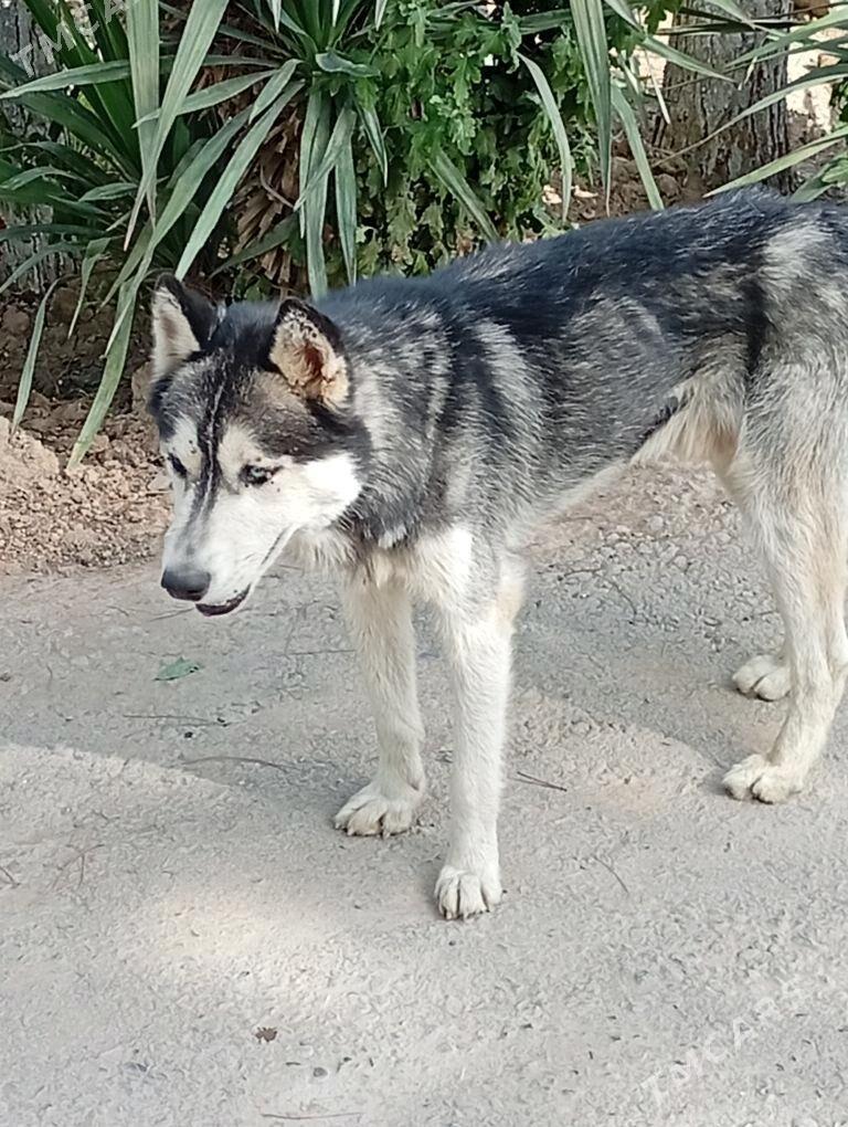 Haski Хаски - Анев - img 3