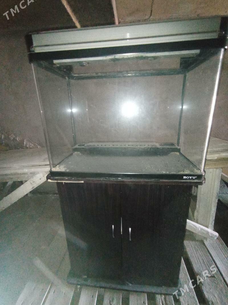 аквариум - Туркменабат - img 2